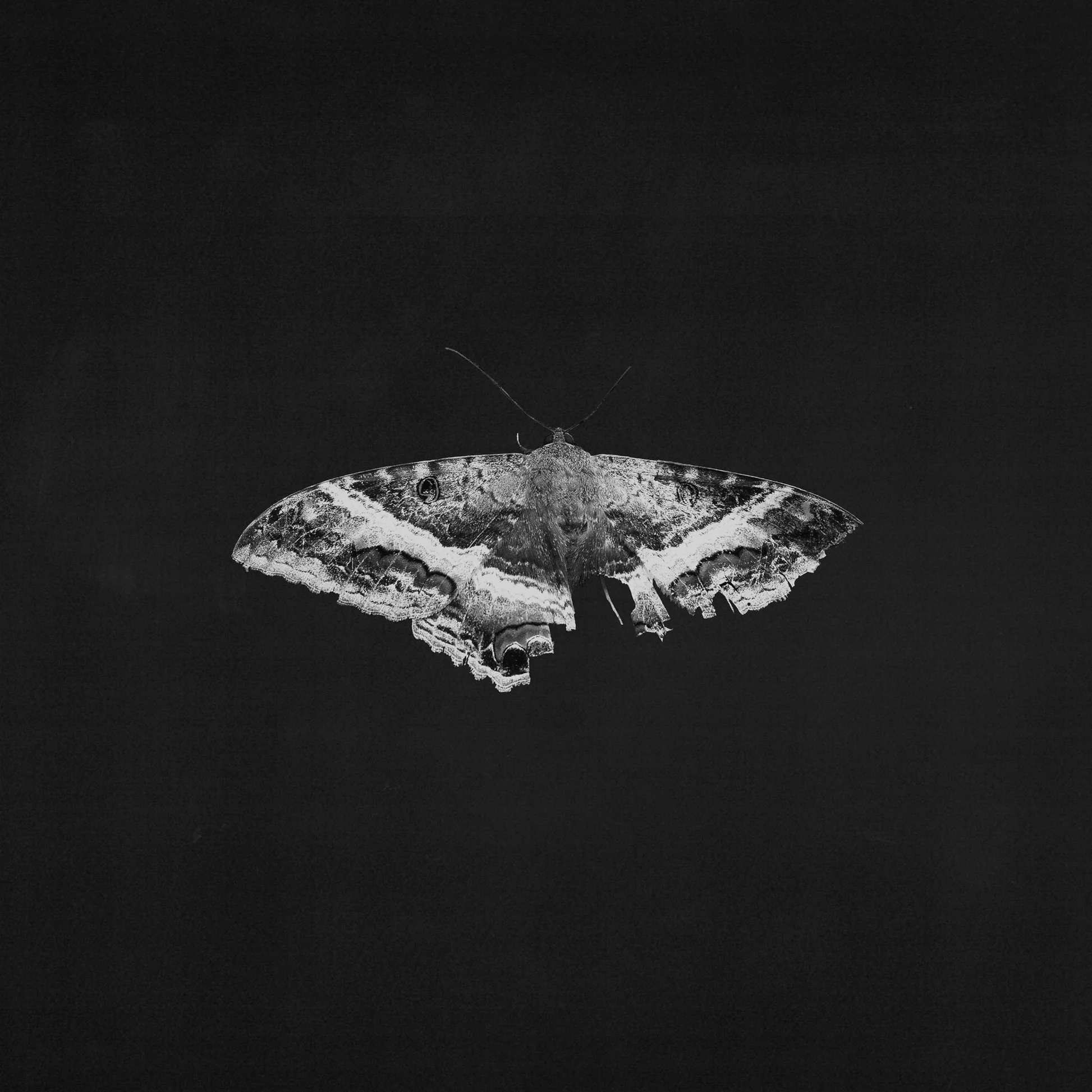 To Pimp A Butterfly Album Cover